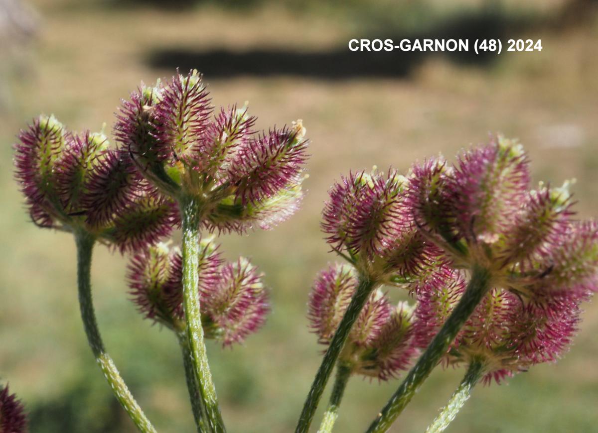 Hedge Parsley, Field fruit